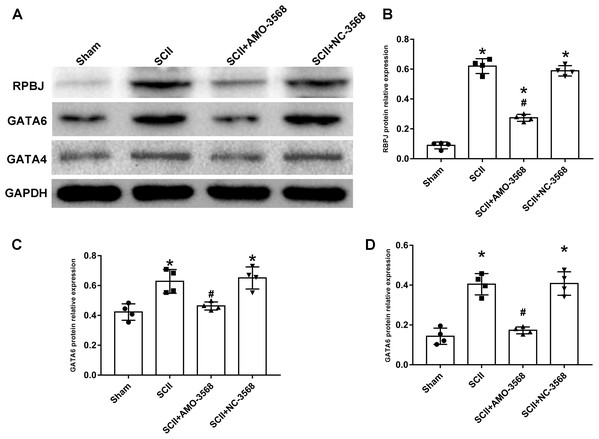 Effects of AMO-3568 on the protein expression levels of RPBJ (A, B), GATA6 (A, C) and GATA4 (A, D) were measured by Western blot assay.