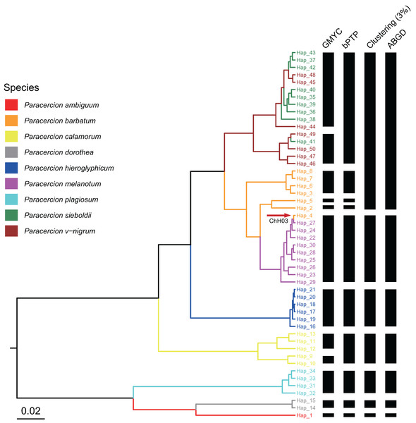 Comparison of species delimitation results of Paracercion using different methods based on the ITS haplotypes.