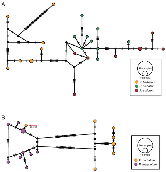 TCS haplotype networks of different species based on the ITS marker.