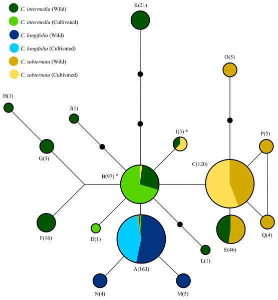 The relationships among haplotypes from the merging chloroplast DNA regions screened via HRM, as inferred from the statistical parsimony algorithm.