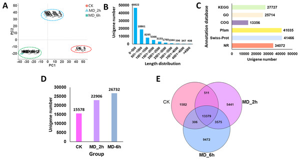 Overview of BCC leave transcriptomes exposed to mechanical damage.