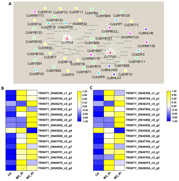Interaction networks between CcTPS1, CcTPS2 and 42 putative TF unigenes and qRT-PCR veridation.