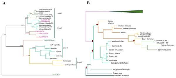 Phylogenetic analysis of TRI and TRII protein sequences.