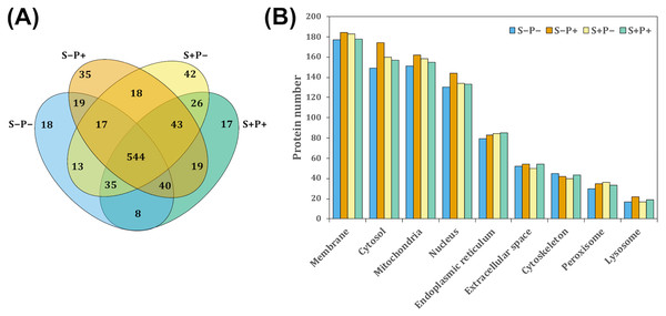 Classification of proteins identified in the rat liver in each treatment by GeLC-MS/MS.