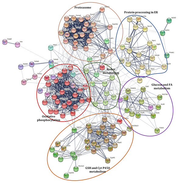 Interaction network of selected proteins with changes in their abundance in the liver of rats exposed to distress and piracetam.