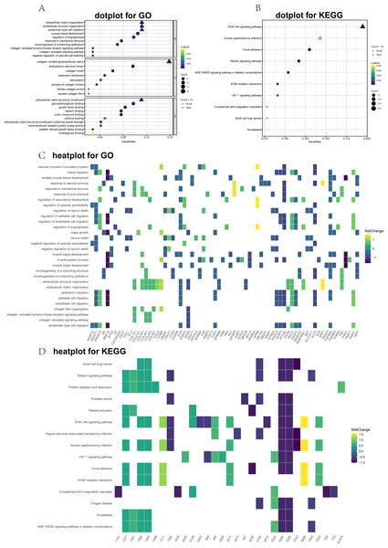 Top 10 significantly enriched Gene Ontology (GO) and Kyoto Encyclopedia of Genes and Genomes (KEGG) terms for differentially expressed genes (DEGs).