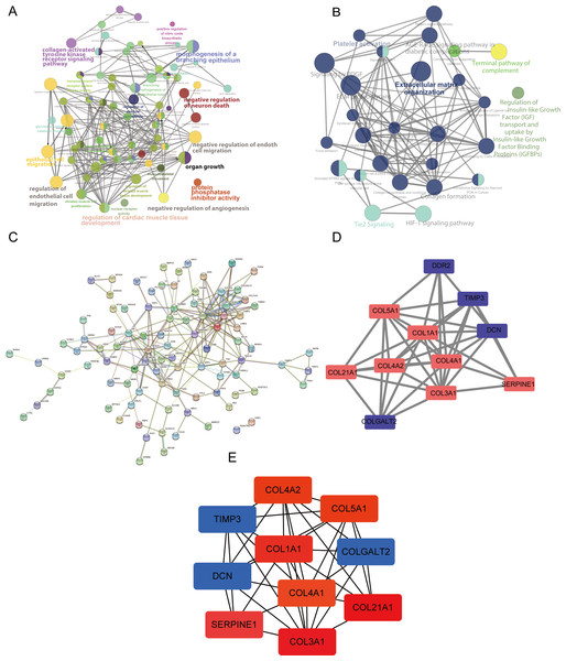 Analysis using ClueGO and CluePedia apps in Cytoscape (version 3.7.2) and protein-protein interaction (PPI) networks of the differentially expressed genes (DEGs).