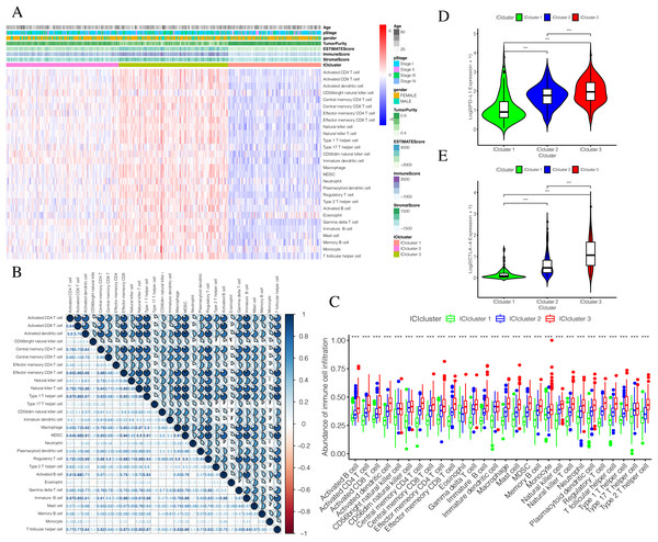 Exploration and validation the correlation between differentiation of ICIclusters and immune cell infiltration.