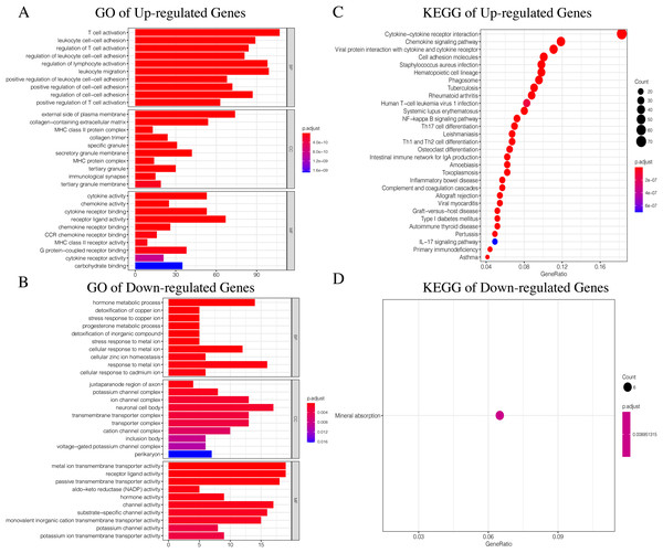 The GO and KEGG enrichment analysis of Up-regulated Gene and Down-regulated Gene.