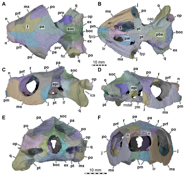 Three dimensional renderings of the cranium of Arundelemys dardeni (USNM 497740).