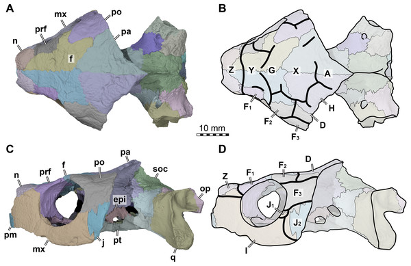 Cranial scutes of Arundelemys dardeni (USNM 497740).