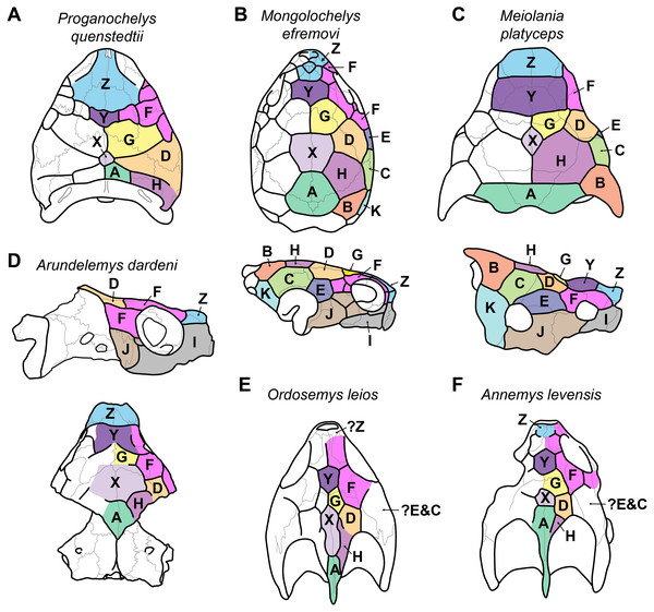 Proposed homology of cranial scutes for selected stem turtles.