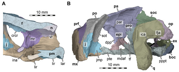 Three dimensional renderings of the nasal cavity and orbitotemporal region of Arundelemys dardeni (USNM 497740).