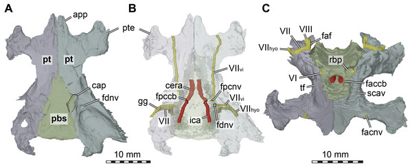Three dimensional renderings of the basicranial region of Arundelemys dardeni (USNM 497740).