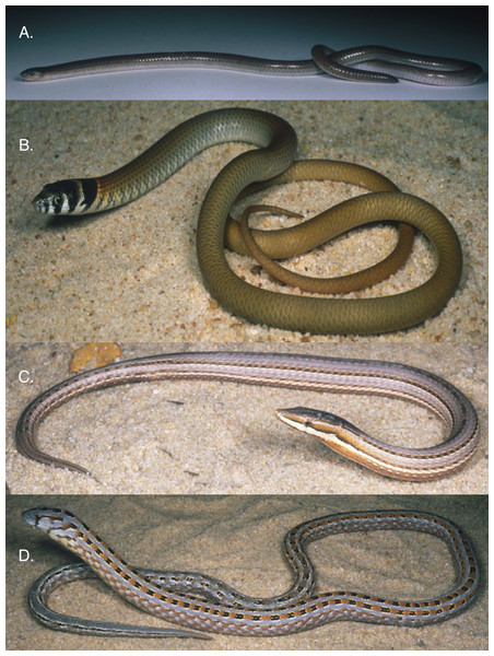 Examples of pygopodid lizards.