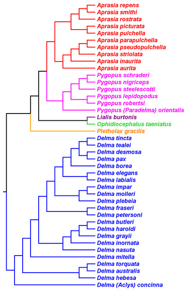 Phylogenetic hypothesis of the Pygopodidae inferred from one mtDNA (ND2) gene and six nDNA (C-mos, DYNLL1, PDC, RAG1, RAG2, and ACM4) genes.