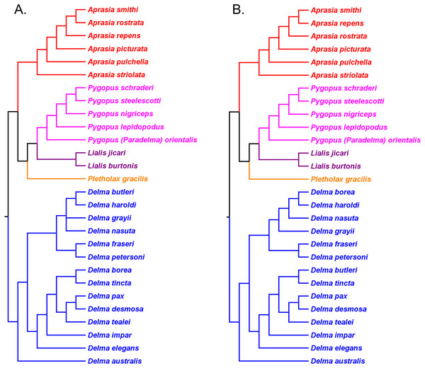 Phylogenetic hypotheses of the Pygopodidae based on 4,268 ultraconserved elements (UCE) loci.