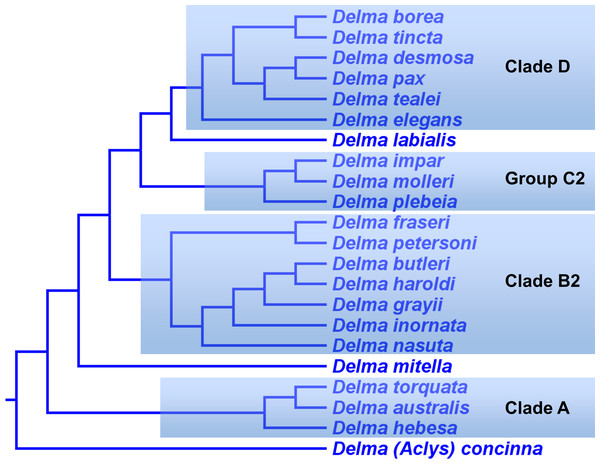 A new hypothesis for the phylogeny of Delma.