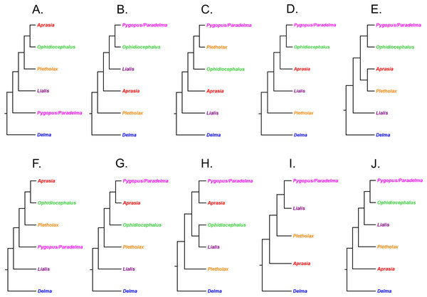 Hypotheses of phylogenetic relationships among pygopodid genera.
