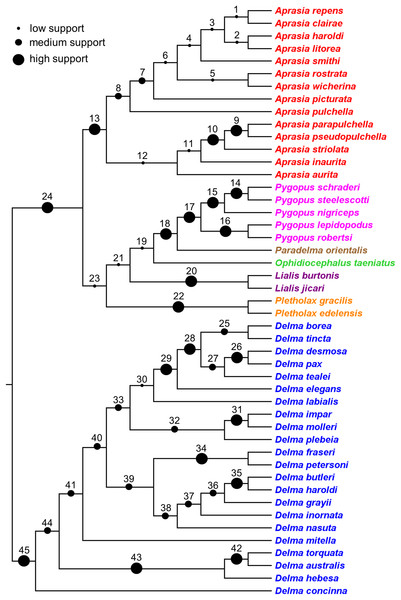 A composite tree for 47 species of pygopodid lizards.
