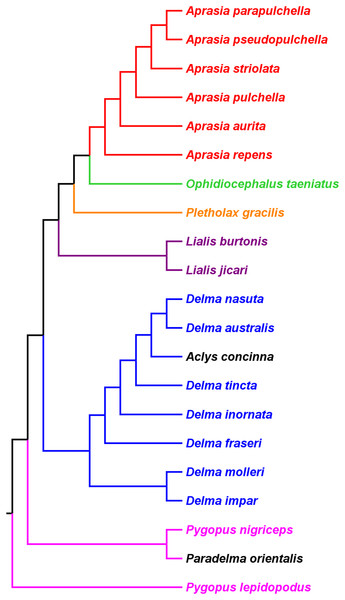 Phylogenetic hypothesis of the Pygopodidae inferred from 86 morphological characters.