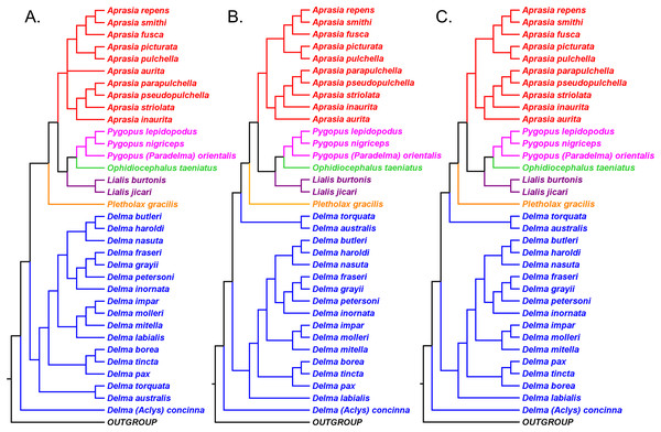 Phylogenetic hypotheses of the Pygopodidae inferred from two concatenated mtDNA (16S and ND2) genes.