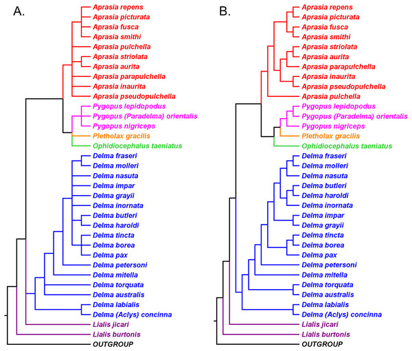 Phylogenetic hypotheses of the Pygopodidae inferred from the nuclear C-mos gene.