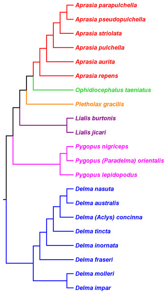 Re-rooted tree of the Pygopodidae based on 86 morphological characters.