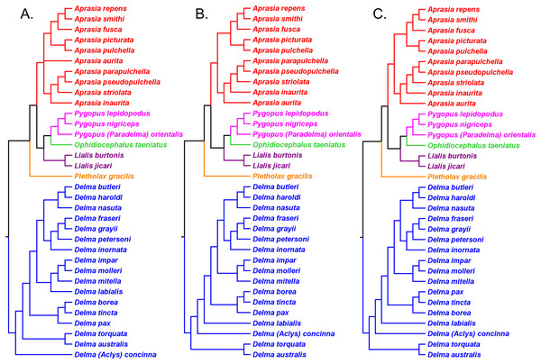 Re-rooted mtDNA trees of the Pygopodidae inferred from concatenated 16S and ND2 genes.