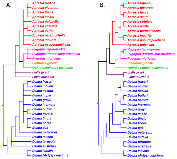 Re-rooted nDNA trees of the Pygopodidae inferred from the C-mos gene.