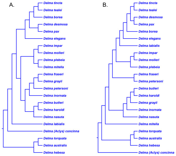 Phylogenetic hypotheses of the the genus Delma based on mtDNA and nDNA data.