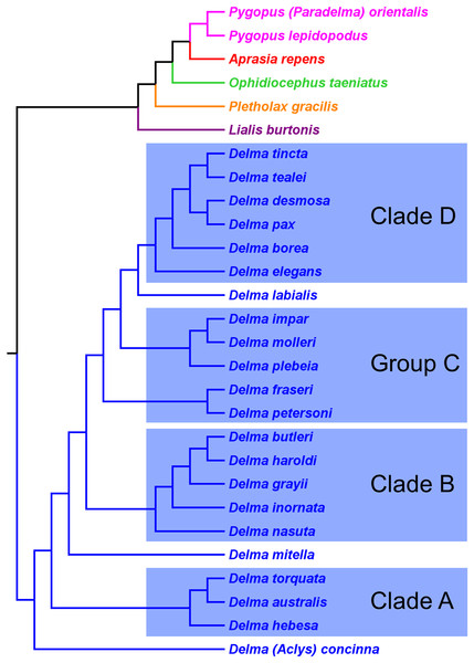 Phylogenetic hypothesis of the Pygopodidae inferred from four concatenated nDNA (C-mos, DYNLL1, RAG1, and MXRA5) genes.