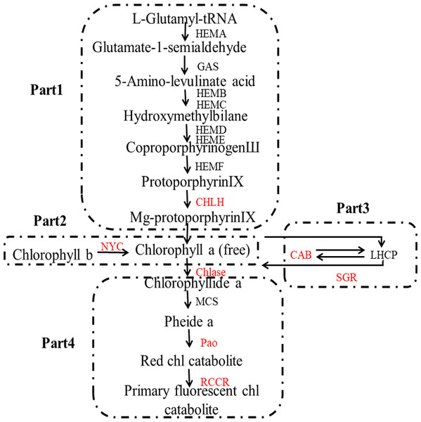 Pathway of chlorophyll degradation.