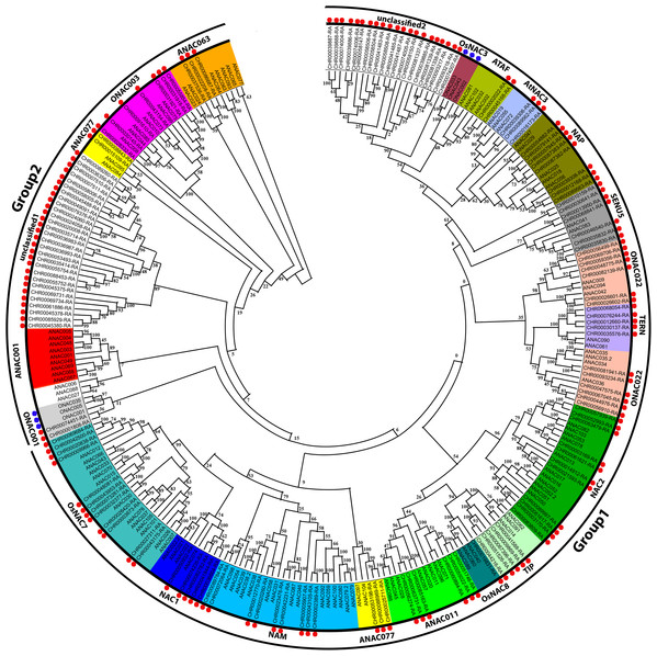 Phylogenetic tree analysis of NAC transcription factors from A. thaliana, O. sativa, and C. nankingense.