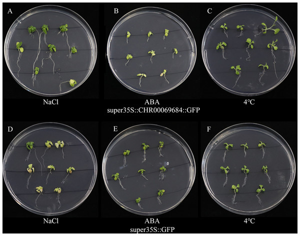 The growth status of tobacco seedlings treated with 200 mmol/L NaCl stress, 4 °C low temperature stress and 200 µmol/L ABA treatment.