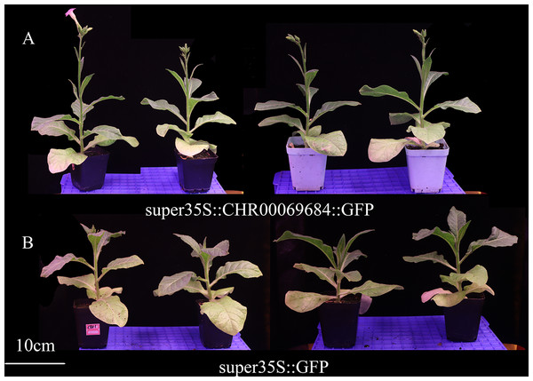 Growth and development of transgenic tobacco at 43 days.