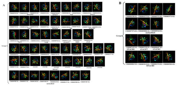 Predicted three-dimensional structure of NAC TFs from C. nankingense.