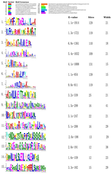 Sequence logos of conserved domains in C. nankingense.