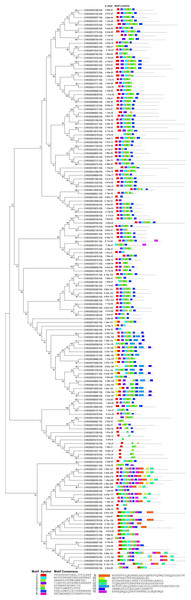 Conserved motifs analyses of NAC TFs in C. nankingense.