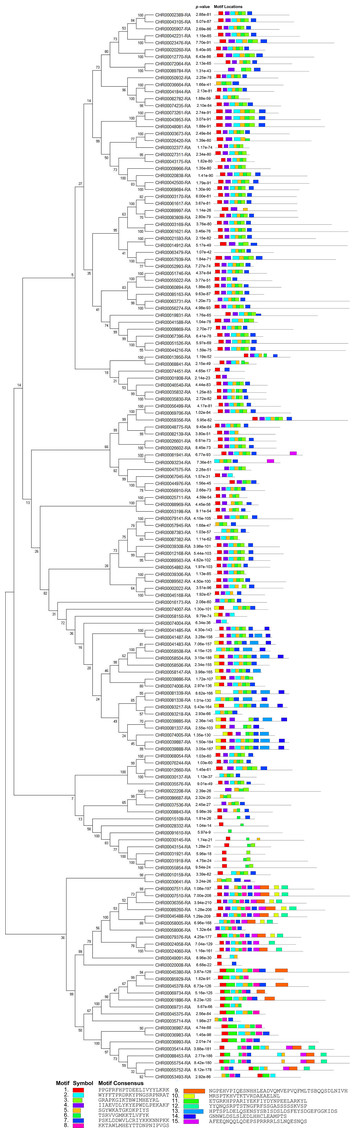 Identification and analysis of Chrysanthemum nankingense NAC ...