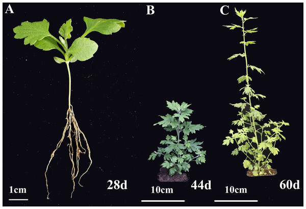 The morphology of C. nankingense at different growth stages.