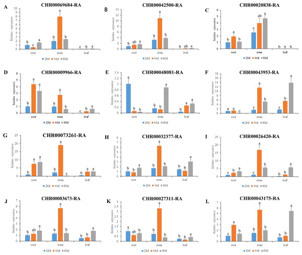 Expression pattern analysis of 12 OsNAC7 subfamily genes in different tissues of C. nankingense at different growth stages.