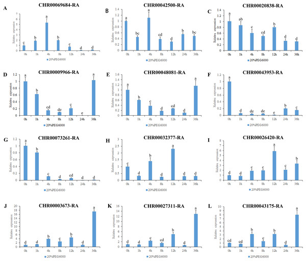 Expression pattern analysis of 12 OsNAC7 subfamily genes in C. nankingense under different treatment times of osmotic stress induced by 20% PEG6000.