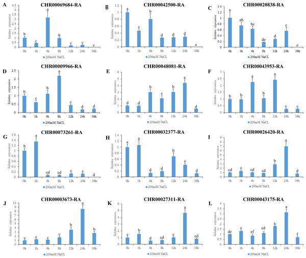 Expression pattern analysis of 12 OsNAC7 subfamily genes in C. nankingense under different treatment times of salt stress induced by 200 mM NaCl.