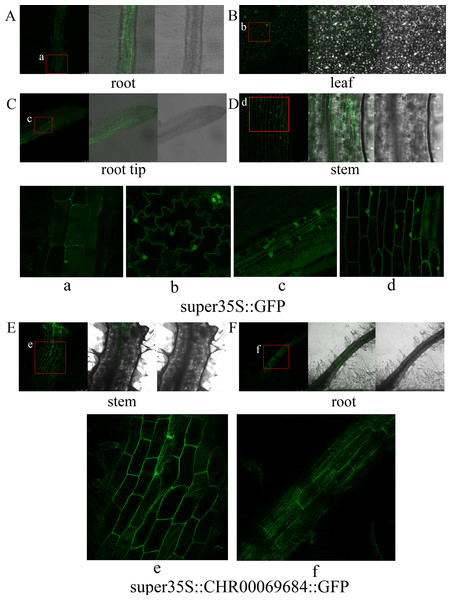 Subcellular localization of transgenic tobacco.