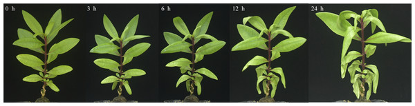 Phenotypic changes of S. caseolaris under chilling stress (4 °C).
