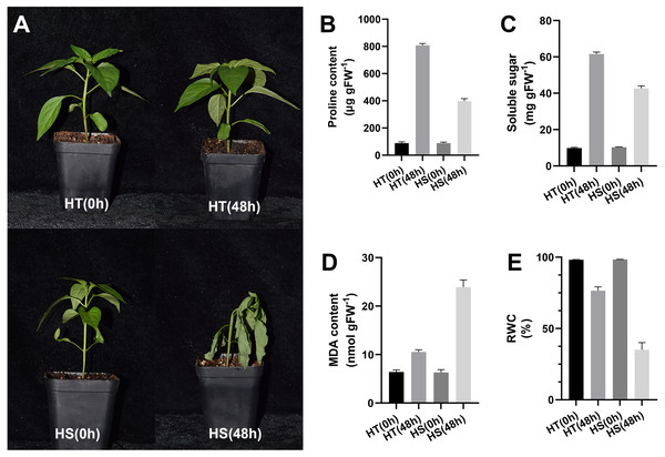 Phenotype (A) and physiology responses of heat-tolerant and heat-sensitive pepper genotypes including proline (B), soluble sugar (C) MDA (D) and RWC (E) under 0 and 48 h heat stress.