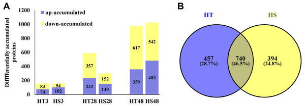 The differentially accumulated proteins (DAPs) in HT and HS genotypes under heat stress.