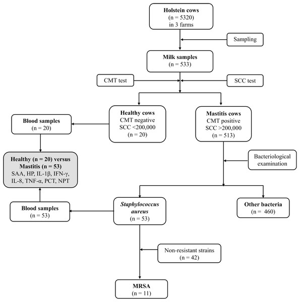 Flowchart showing study design, number of Holstein dairy cows with clinical staphylococcal mastitis (with resistant and non-resistant strains) and number of dairy cows with other causes of mastitis.