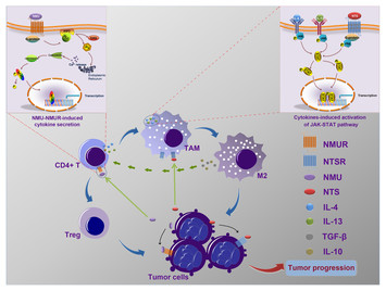 Neuromedin U and neurotensin may promote the development of the tumour ...